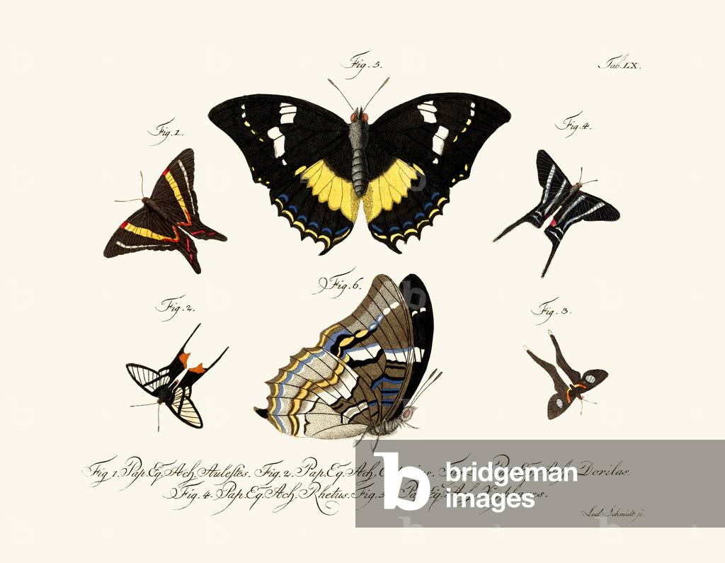 Butterflies, 1783-1806 (coloured engraving)