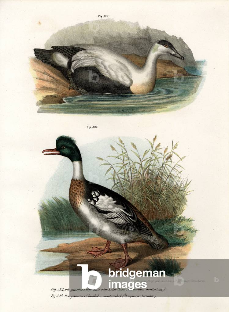 Common Eider Duck, 1864 (colour litho)