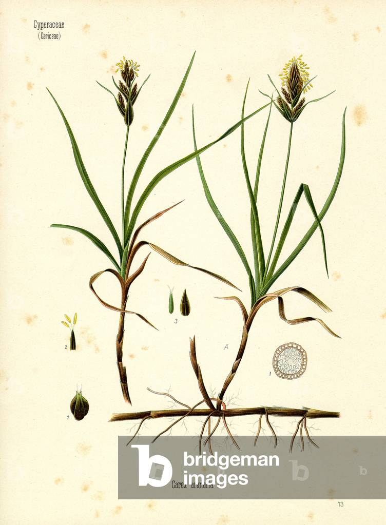 Sea Sedge (colour litho)