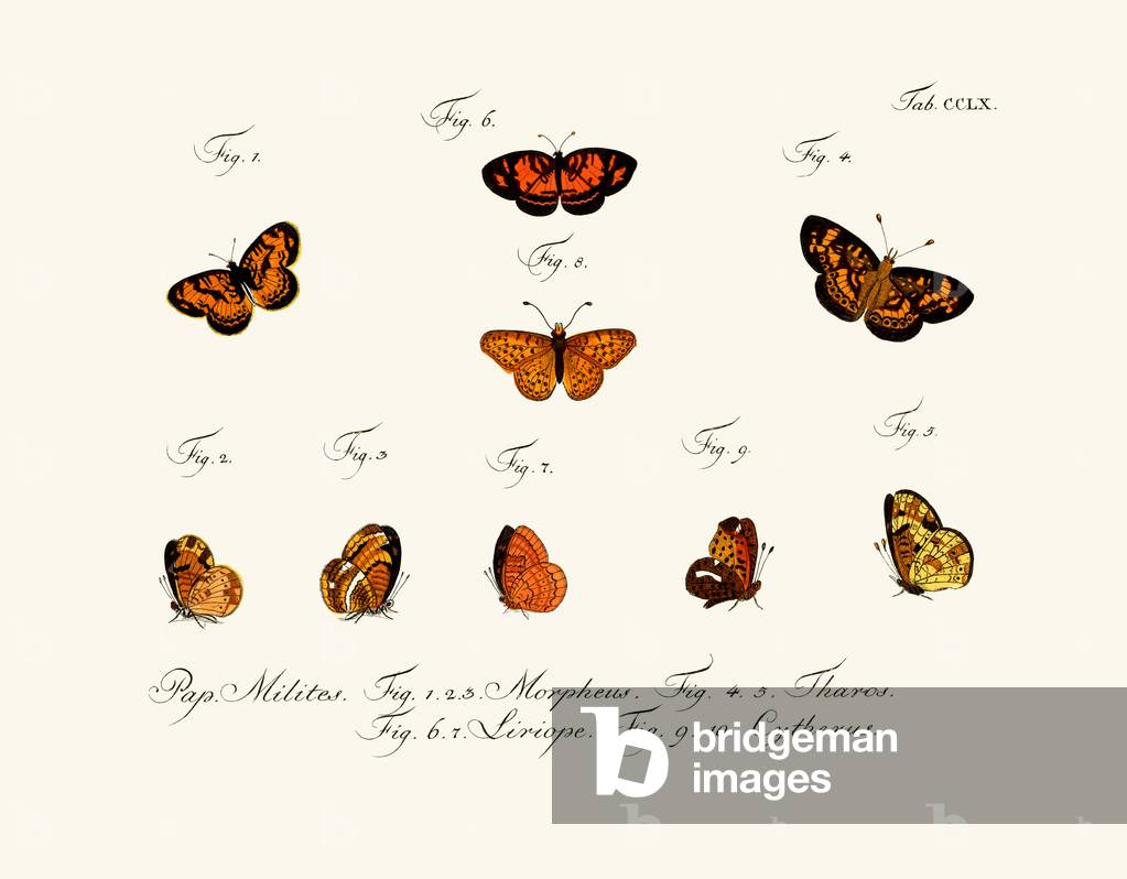 Butterflies, 1783-1806 (coloured engraving)