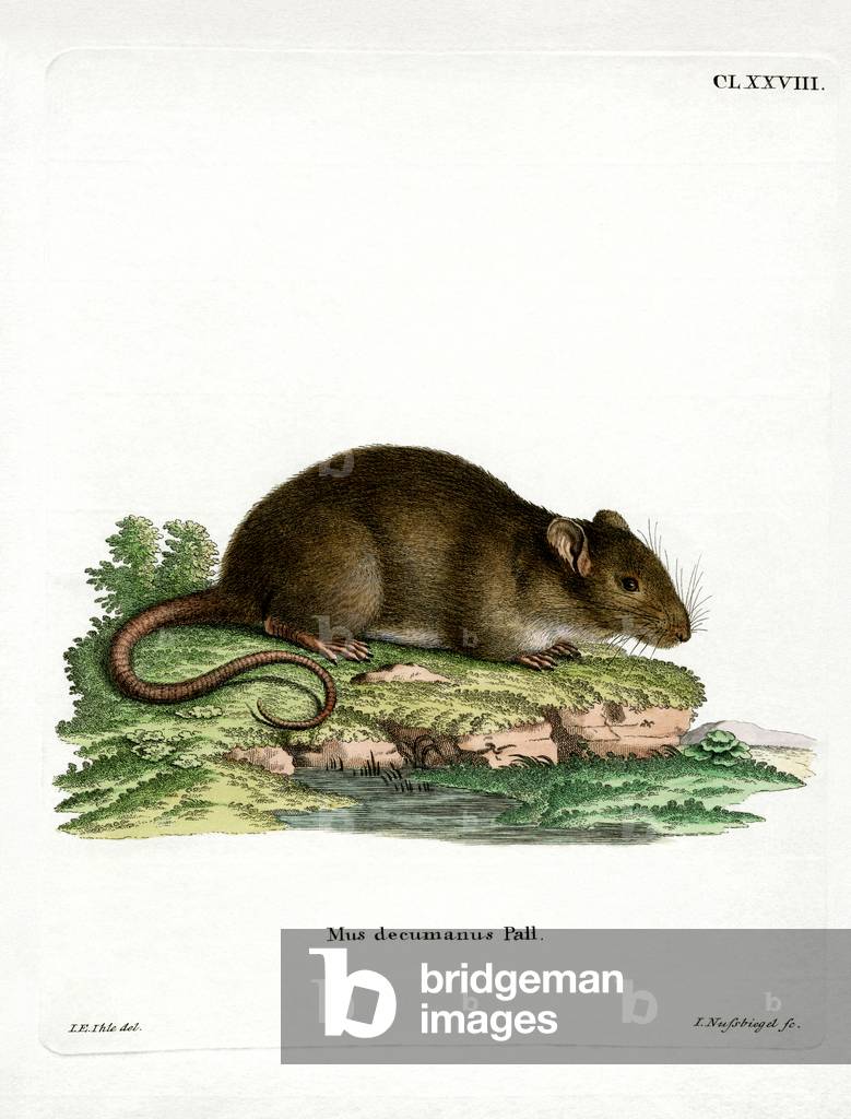 Brown Rat (coloured engraving)