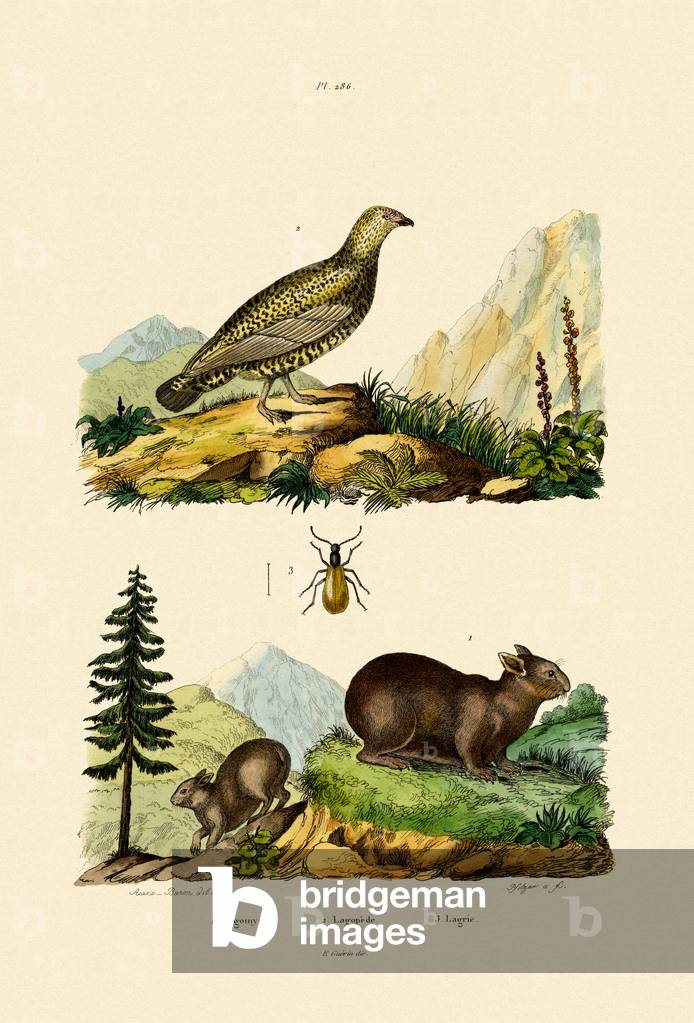 Sardinian Pika, 1833-39 (coloured engraving)