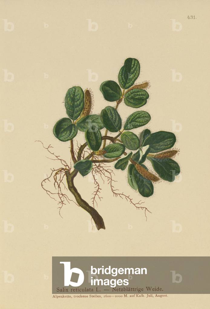 Net-leaved Willow (Salix reticulata) (colour litho)