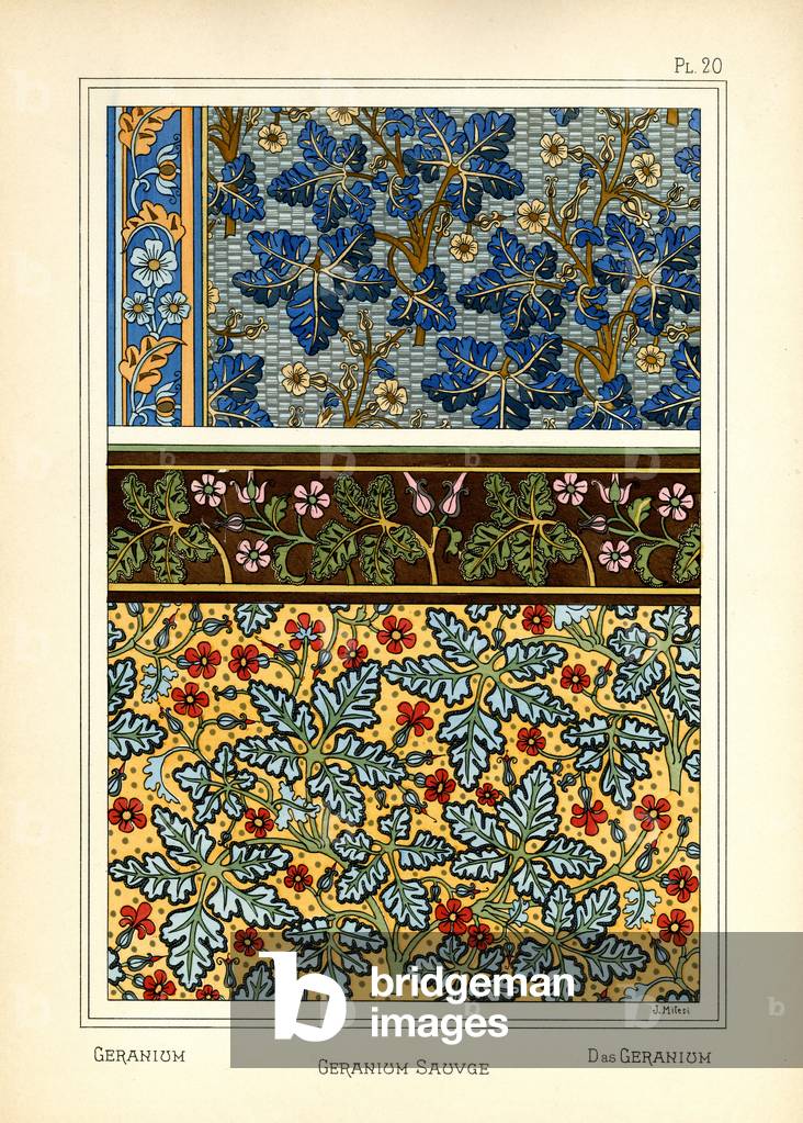 The Geranium (colour litho)