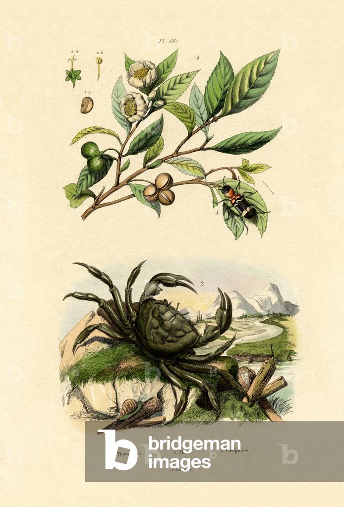 European red-bellied clerid, 1833-39 (coloured engraving)