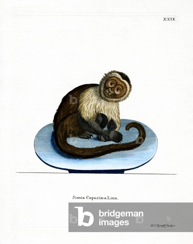 White-headed Capuchin (coloured engraving)
