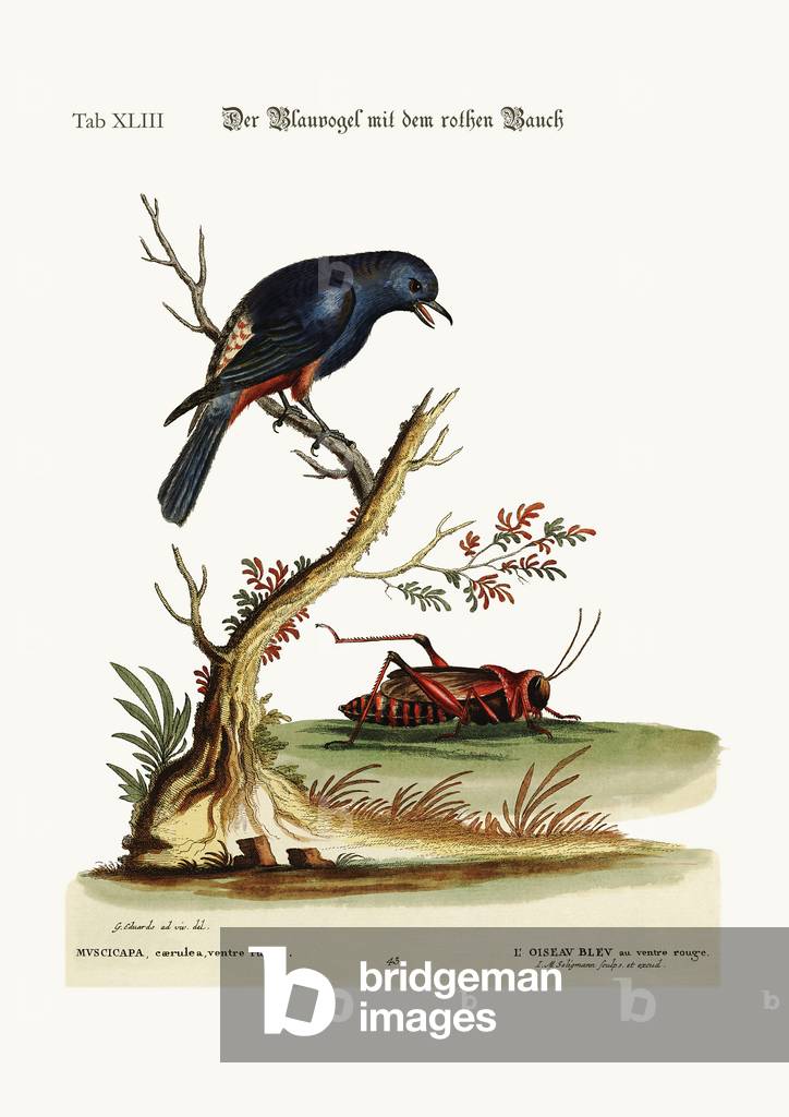 The red-bellied Blue-Bird, 1749-73 (coloured engraving)