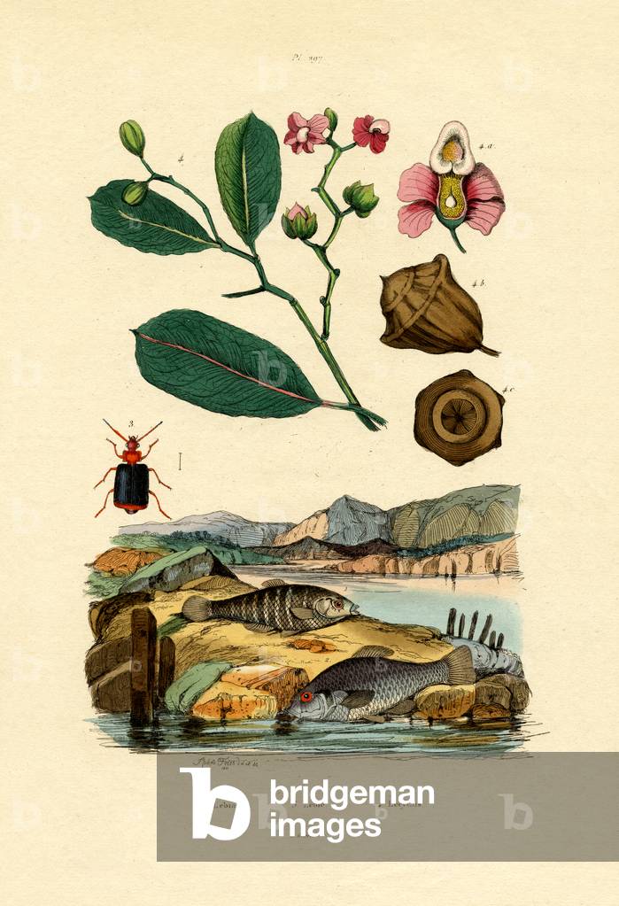Toothcarp, 1833-39 (coloured engraving)