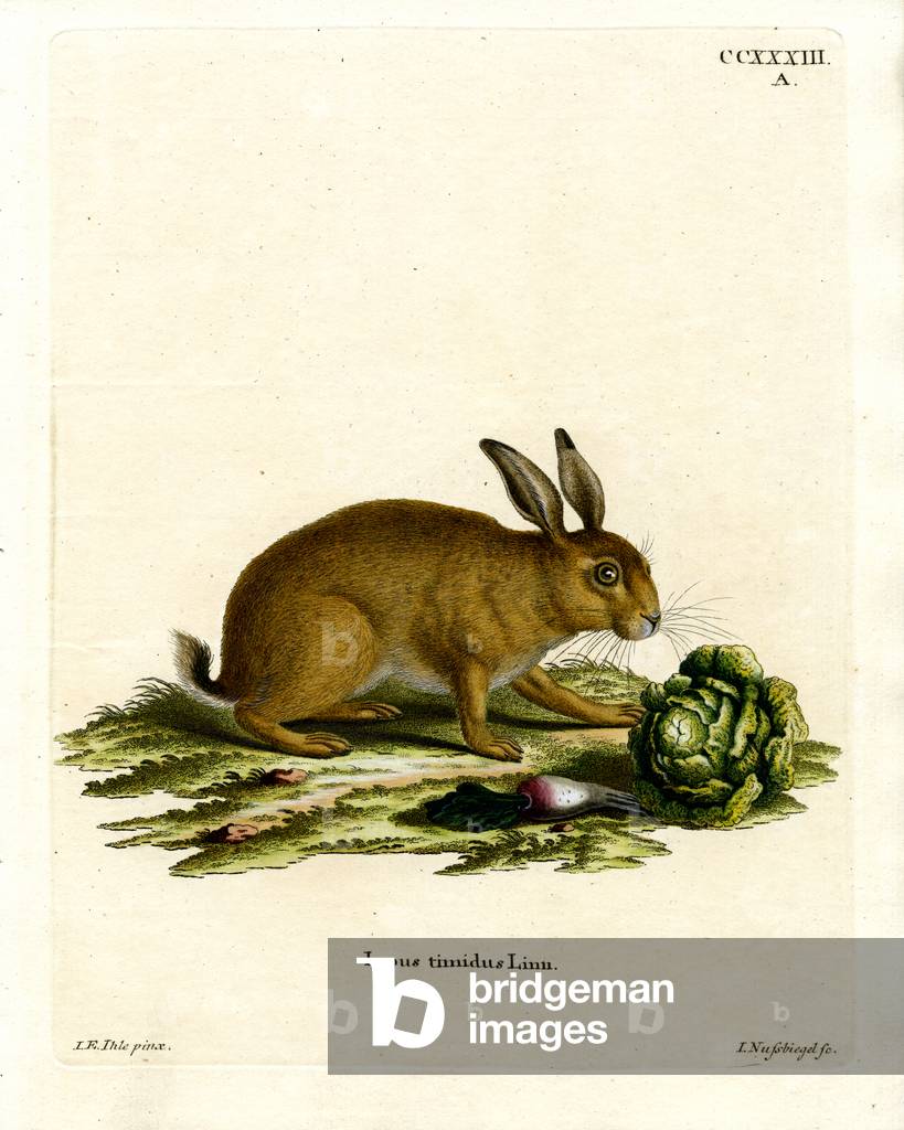 Mountain Hare (coloured engraving)
