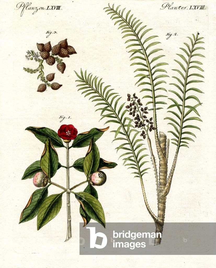 Medical plants (coloured engraving)