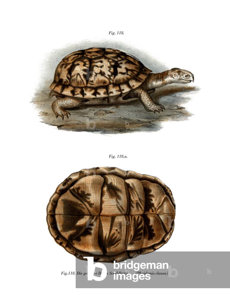 Terrapin (colour litho)