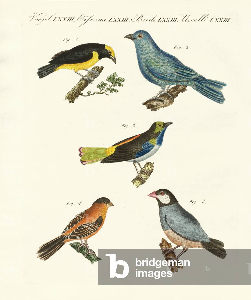 Beautiful foreign birds (coloured engraving)