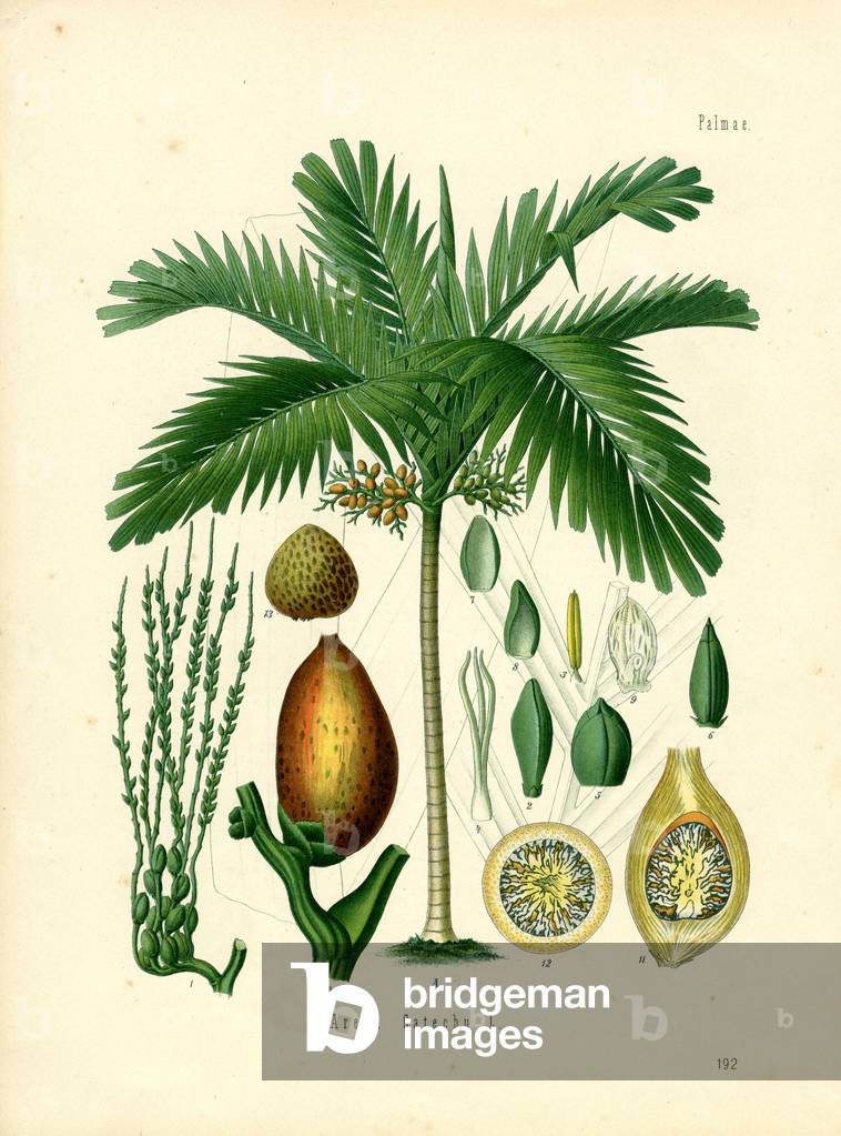 Betelnut Palm (colour litho)