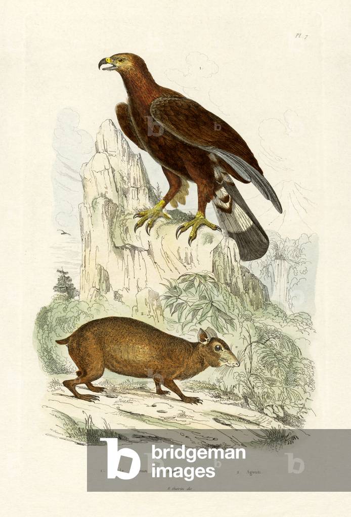 Golden Eagle, 1833-39 (coloured engraving)
