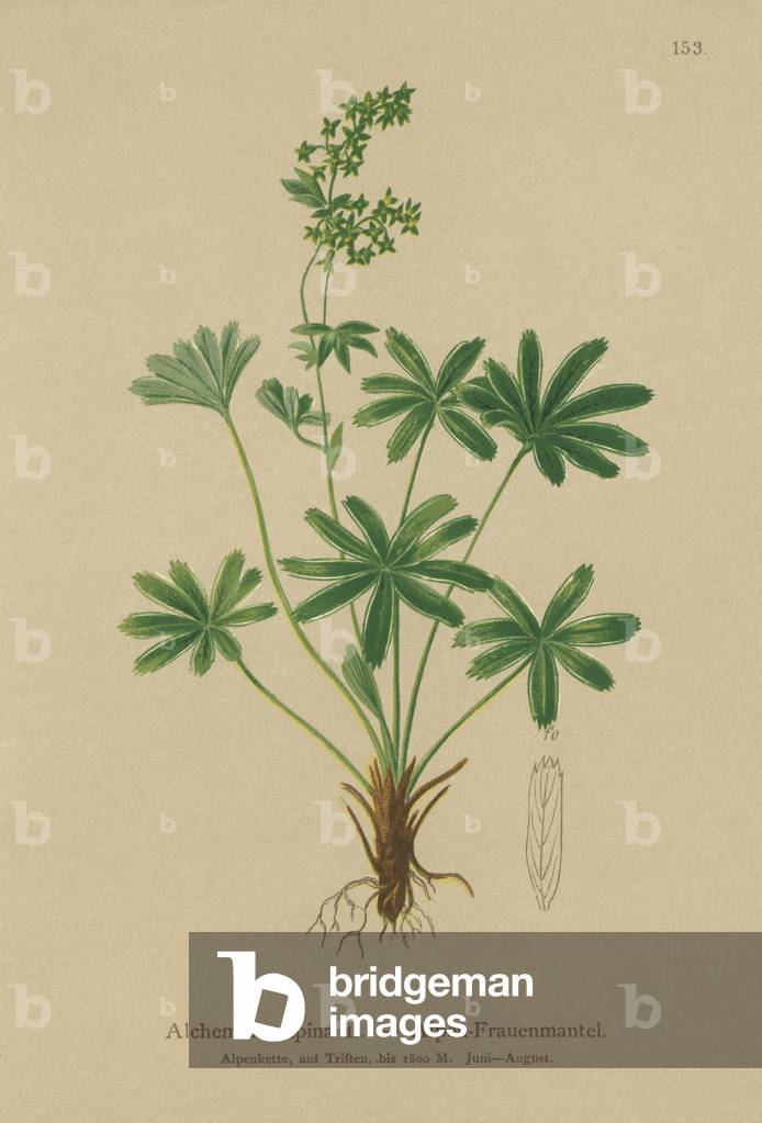 Alpine Lady's-Mantle (Alchemilla alpina) (colour litho)