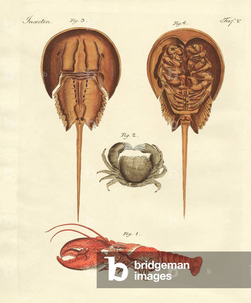 Strange crabs (coloured engraving)