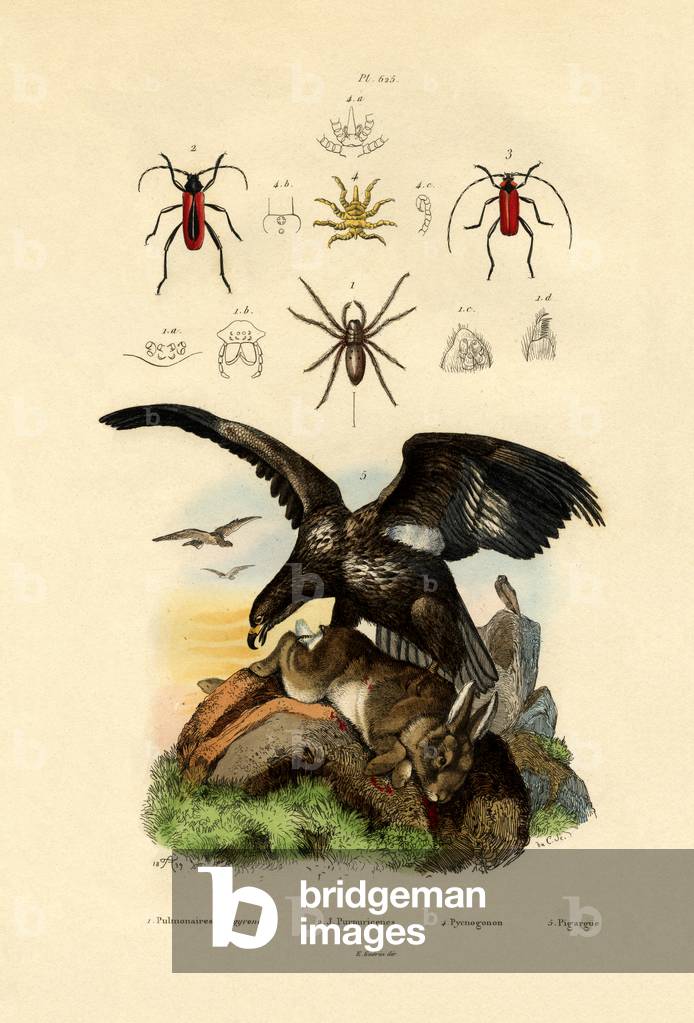 Water Spider, 1833-39 (coloured engraving)