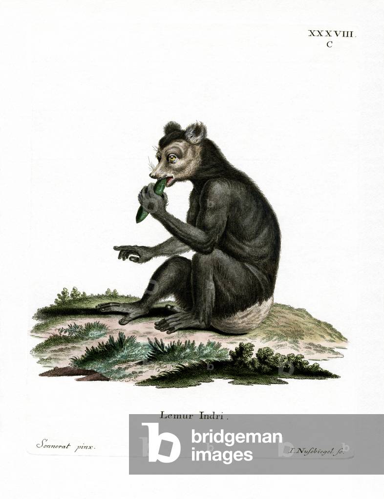 Indri (coloured engraving)