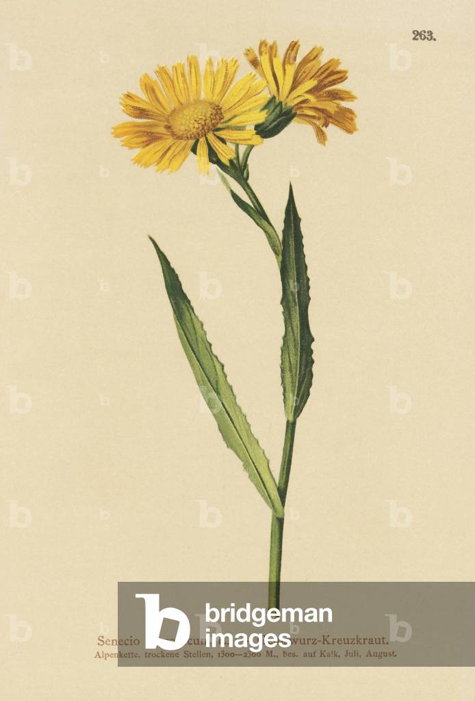 Chamois Ragwort (Senecio Doronicum) (colour litho)