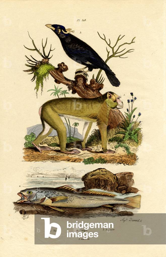 Barbary Ape, 1833-39 (coloured engraving)