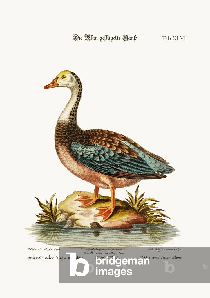 The Blue-Winged Goose, 1749-73 (coloured engraving)