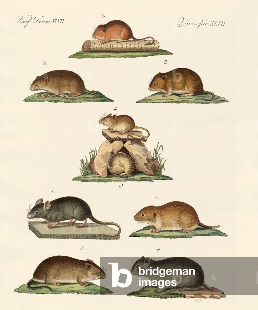 Different kinds of mice (coloured engraving)