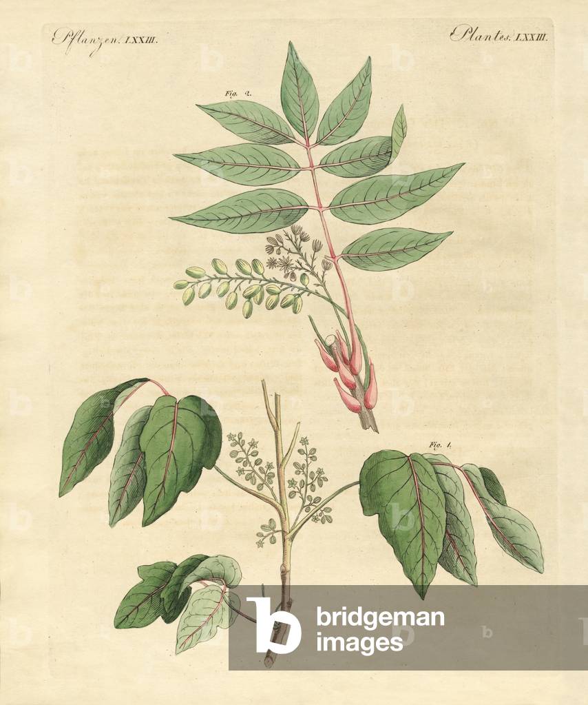 Foreign poisonous plants (coloured engraving)