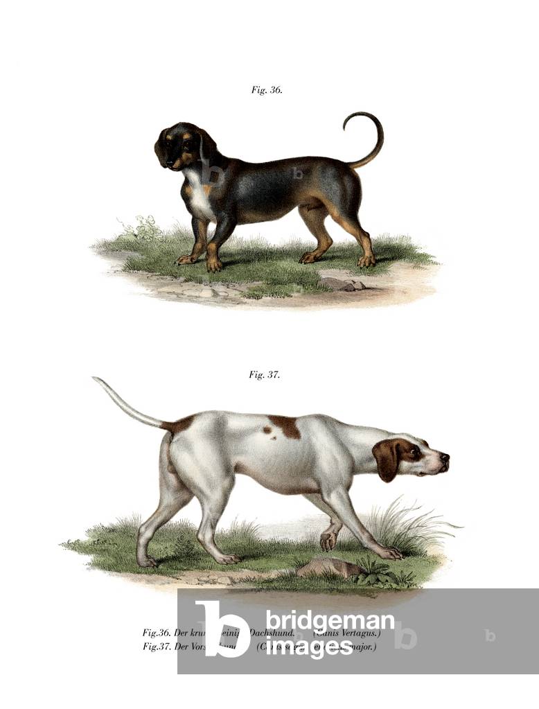 Dachshund, 1860 (colour litho)
