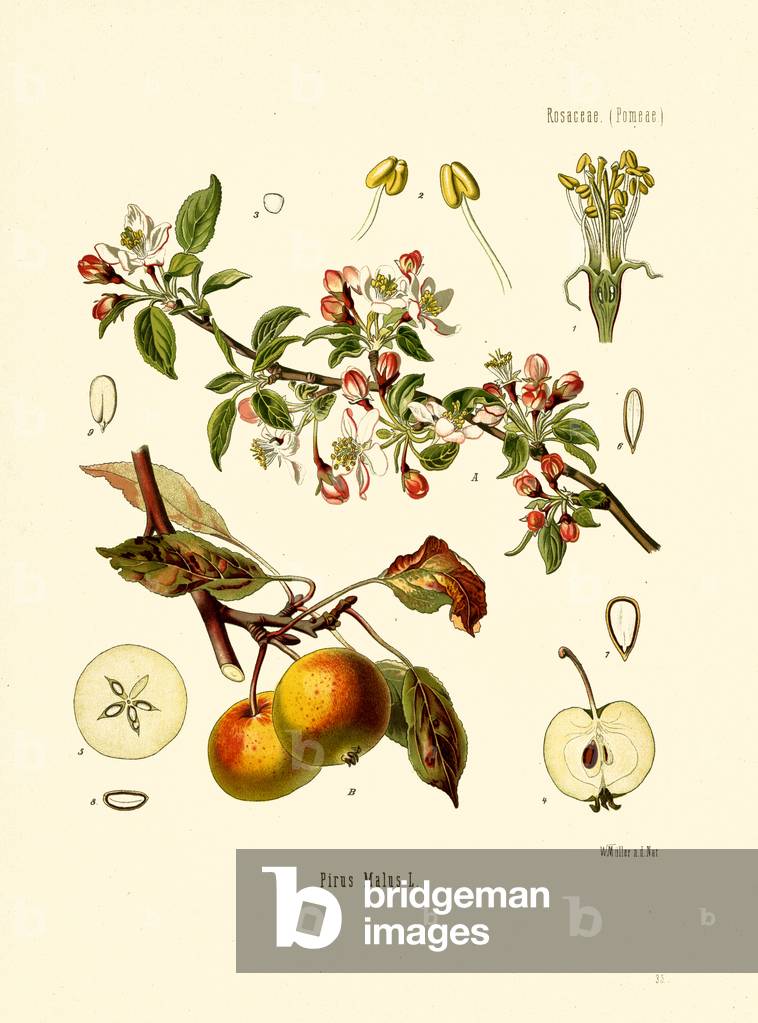 Apple Tree (colour litho)