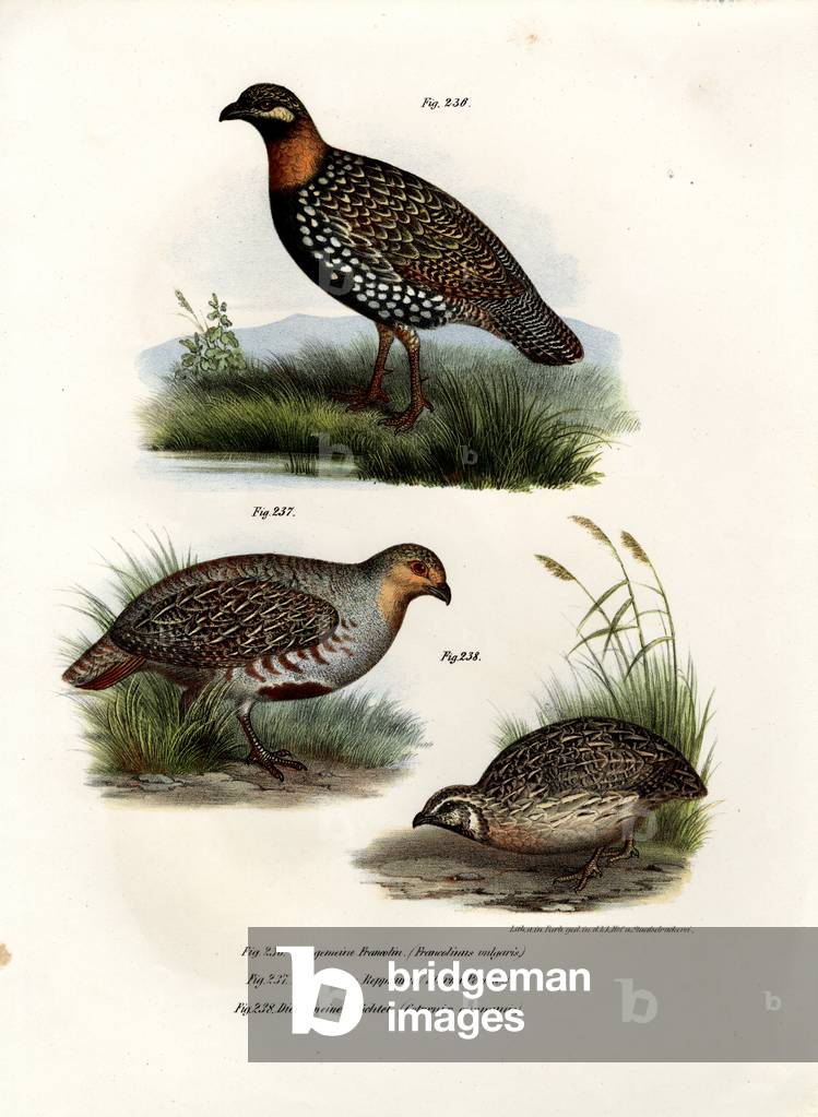 European Francolin, 1864 (colour litho)