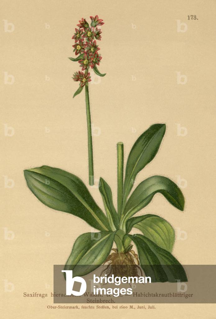 Hawkweed Saxifrage (Saxifraga hieraciifolia) (colour litho)