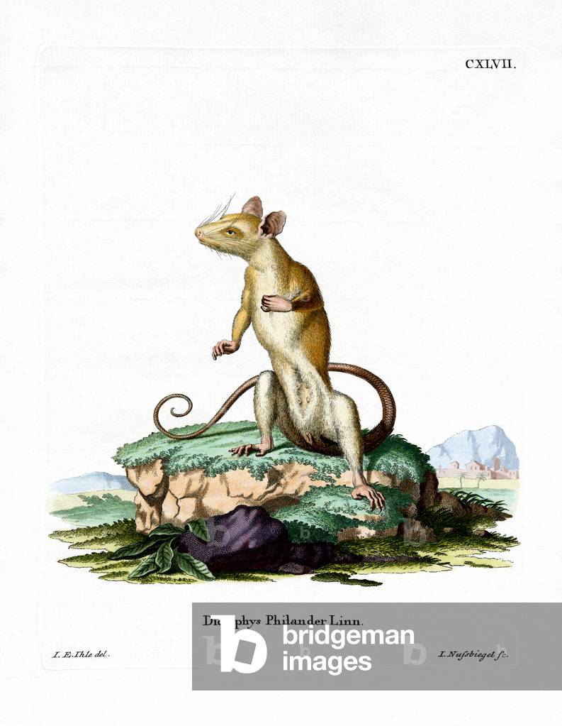 Bare-tailed Woolly Opossum (coloured engraving)