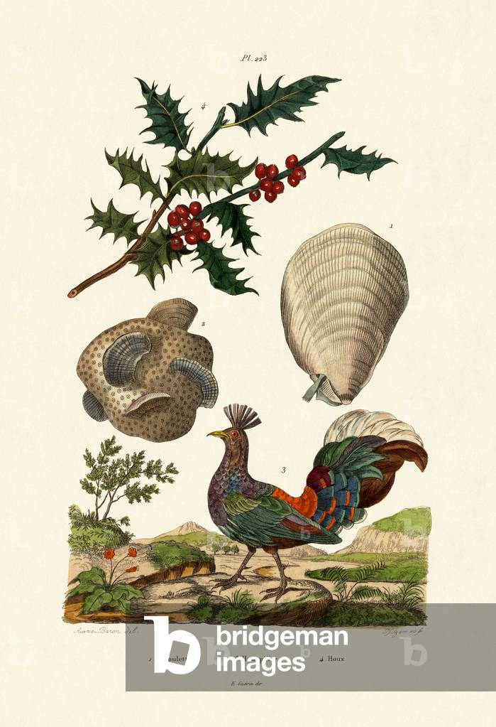 European Holly, 1833-39 (coloured engraving)
