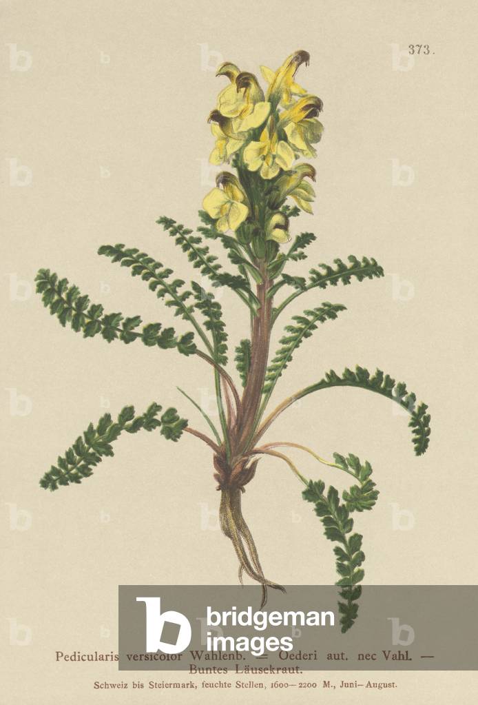Oeder's Lousewort (Pedicularis versicolor, Pedicularis Oederi) (colour litho)