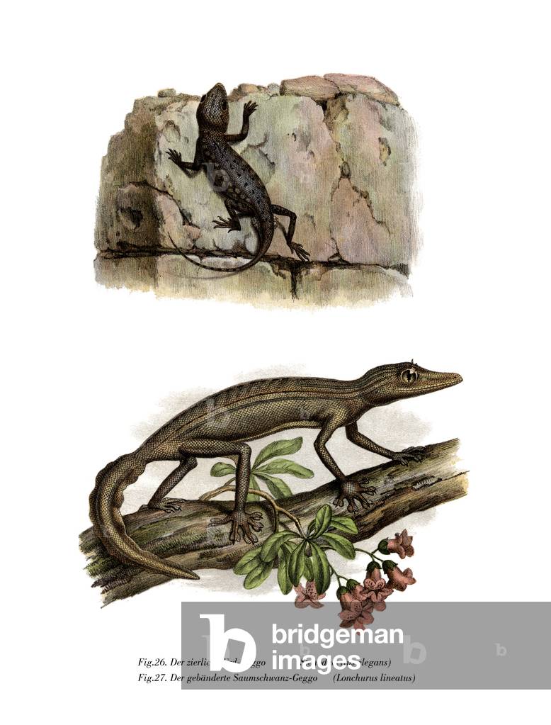 Lichtenstein's Short-fingered Gecko (colour litho)