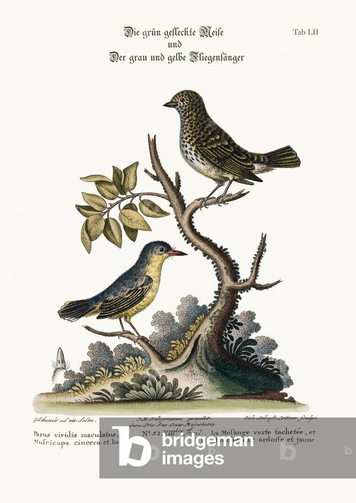 The Spotted Green Tit-Mouse, and the Grey and Yellow Flycatcher, 1749-73 (coloured engraving)