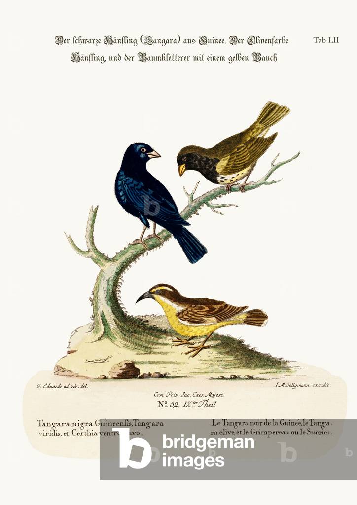 The Black Linnet, the Olive-coloured Linnet, and the Yellow-bellied Creeper, 1749-73 (coloured engraving)