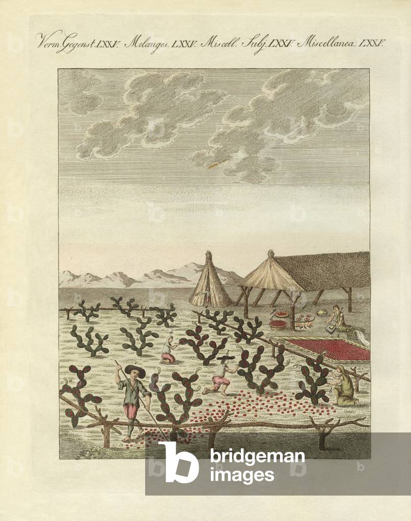 Collecting cochenilles (coloured engraving)