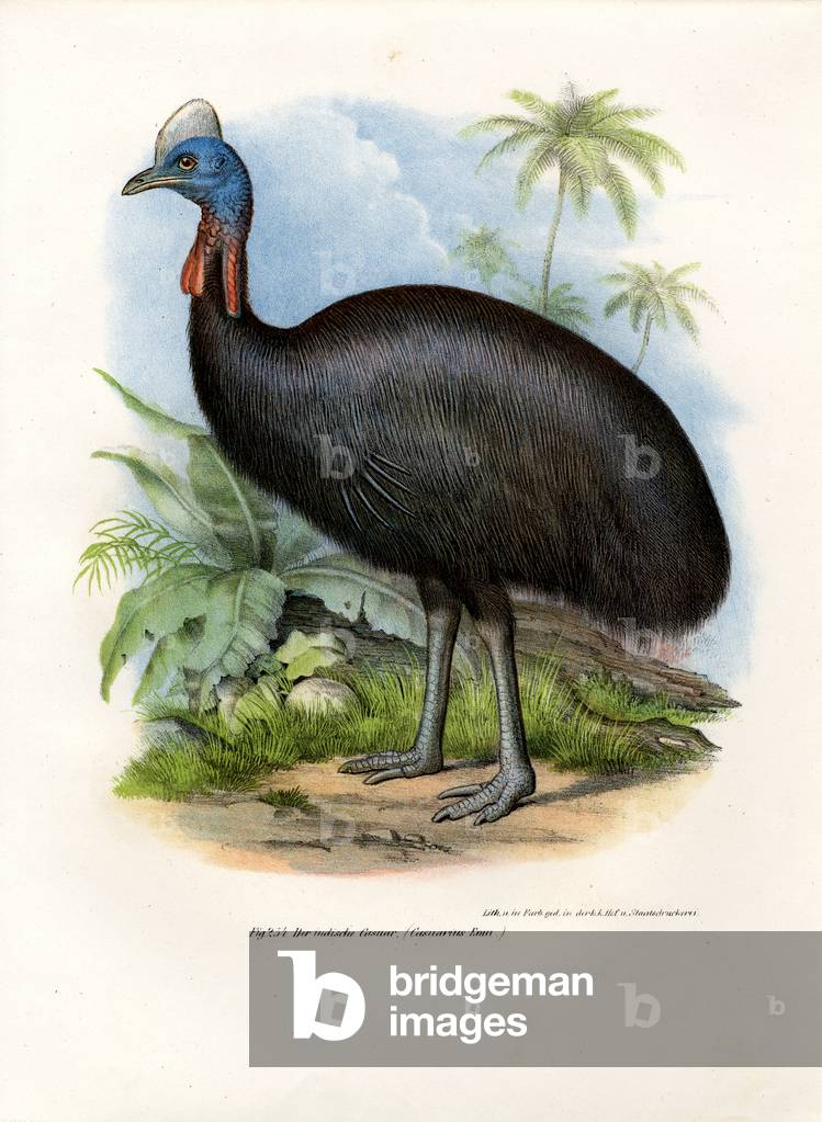 Southern Cassowary, 1864 (colour litho)