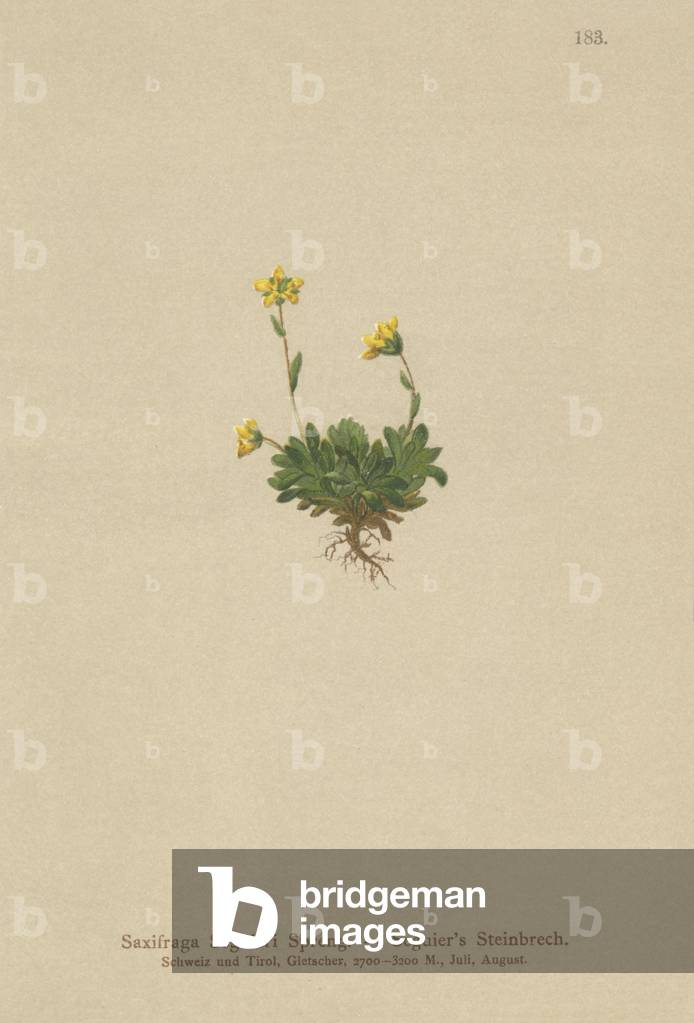 Seguieri's Saxifrage (Saxifraga Seguieri) (colour litho)