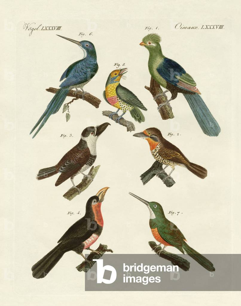 Strange climbing birds (coloured engraving)