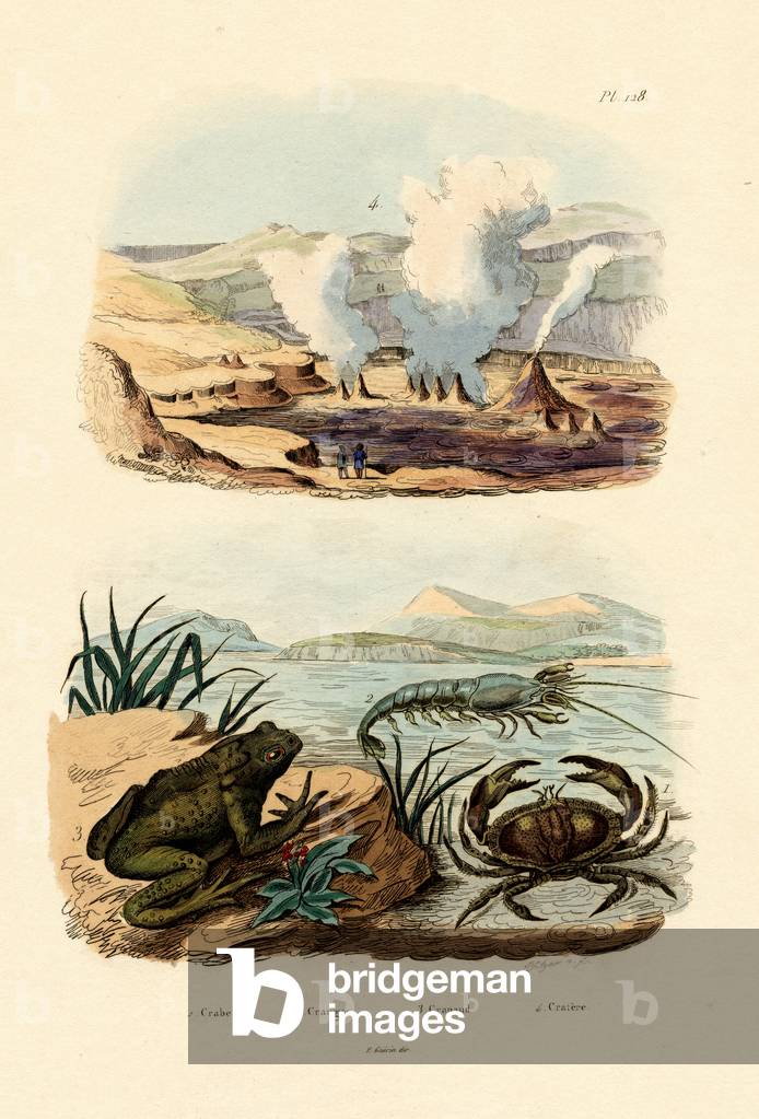 Crab, 1833-39 (coloured engraving)