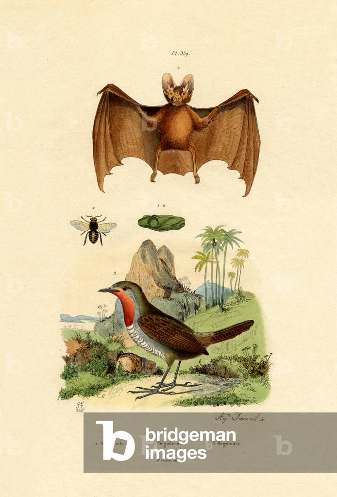 Leaf-cutting Bee, 1833-39 (coloured engraving)