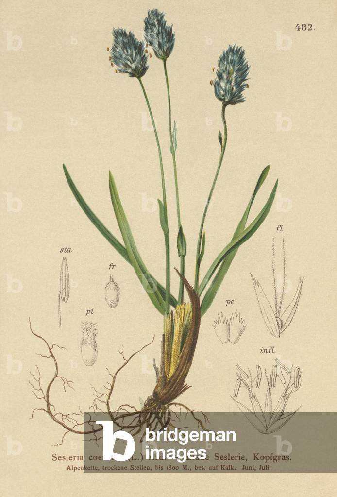 Blue Moor-grass (Sesleria caerulea, Sesleria uliginosa) (colour litho)