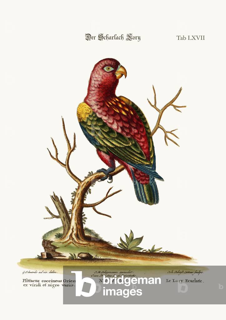 The Scarlet Lory, 1749-73 (coloured engraving)