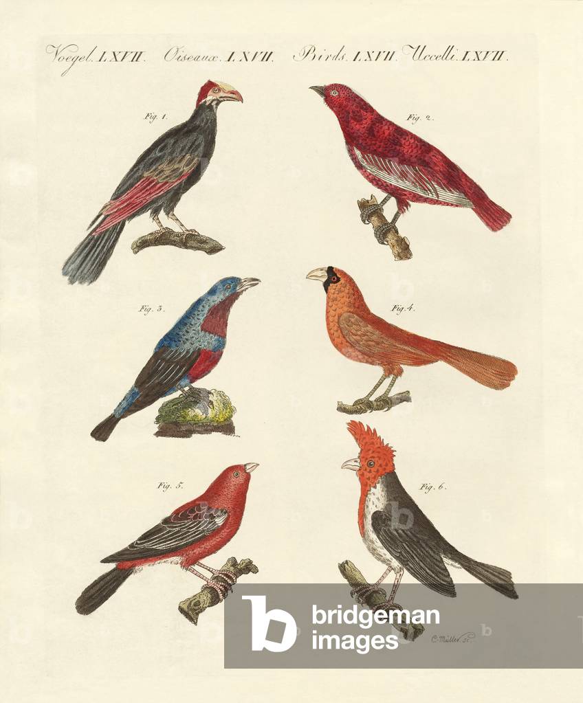 Foreign beautiful birds (coloured engraving)