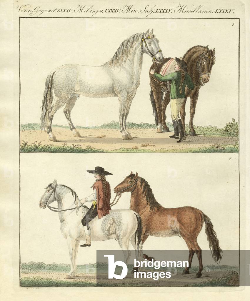 The horse with its different kinds (coloured engraving)