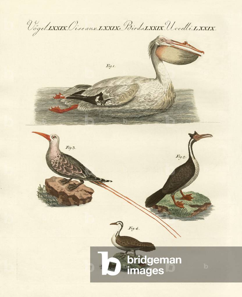 Strange swimming birds (coloured engraving)