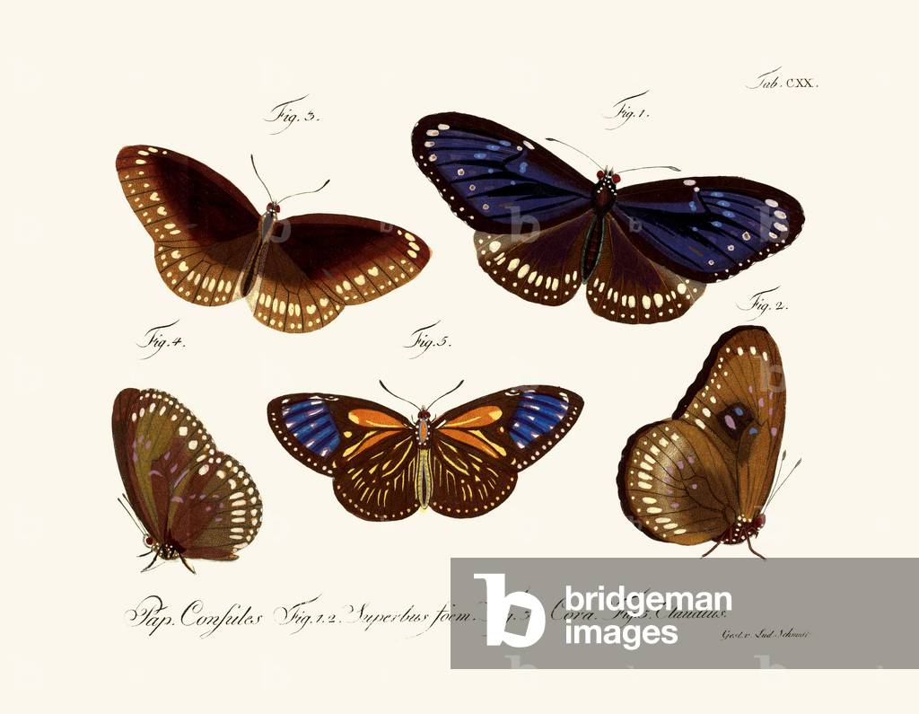 Butterflies, 1783-1806 (coloured engraving)