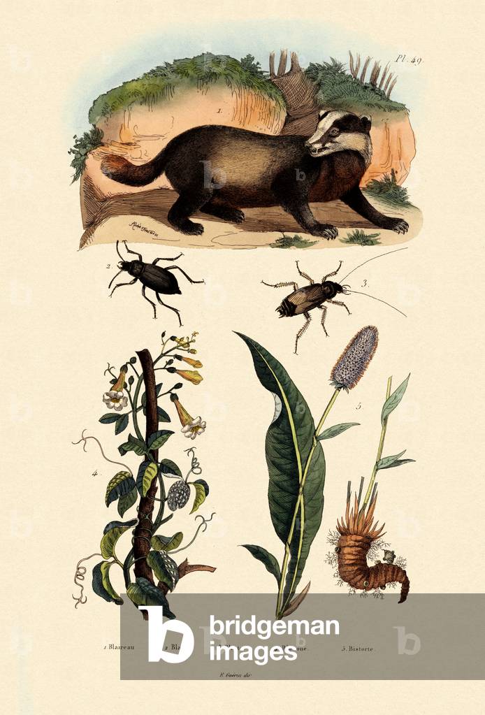 Badger, 1833-39 (coloured engraving)